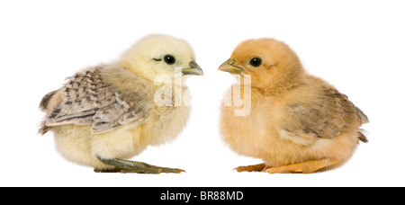 Deux poussins in front of white background Banque D'Images