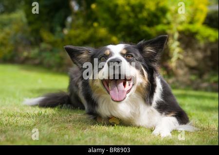 Border Collie pedigree ludique (Canis lupus familiaris) dans le jardin de me sentir un peu usé et haletant Banque D'Images