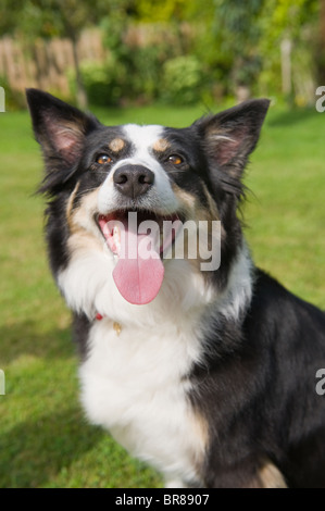 Border Collie pedigree ludique (Canis lupus familiaris) dans le jardin de me sentir un peu usé et haletant Banque D'Images