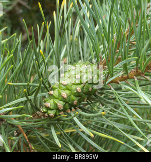 Close up d'aiguilles de pin poussant sur un pin sylvestre (Pinus sylvestris), originaire de l'UK Banque D'Images