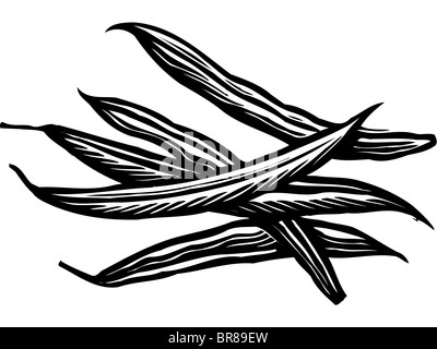Une illustration de haricots en noir et blanc Banque D'Images