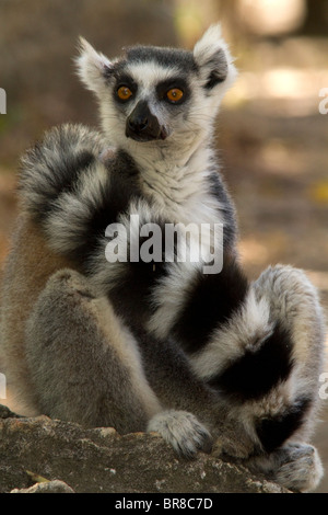 Untitled Document, Lemur catta, Madagascar - Parc National Isalo Banque D'Images