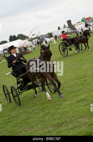 Fiacre poneys au orsett county show Banque D'Images