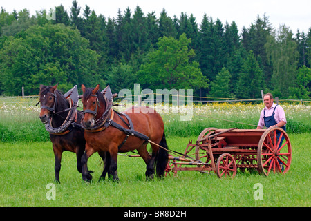 L'Allemand du sud Coldblood (Equus caballus) transfert de l'ancienne machine agricole. Banque D'Images