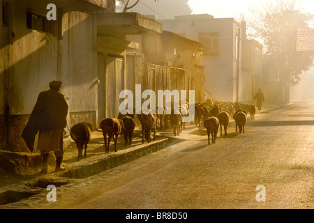 Un berger avec son troupeau dans la matinée à Kaboul. Banque D'Images