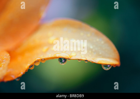 Close-up of lily et gouttes de rosée Banque D'Images