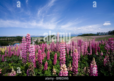 Champ Lupinas Banque D'Images