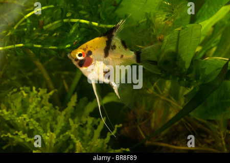 L'eau douce poissons-anges (Pterophyllum scalare) dans un aquarium. Banque D'Images