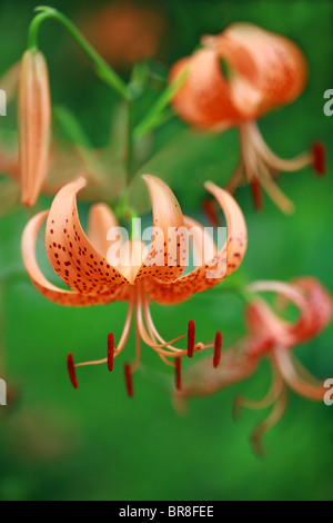 Close Up de Lilium Leichtlinii Banque D'Images