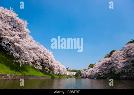 Les fleurs de cerisier de douves Banque D'Images