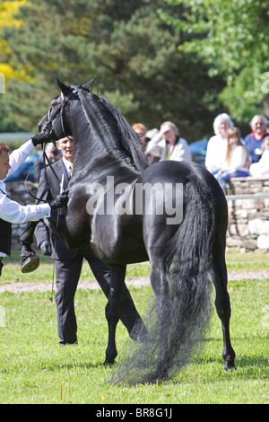 Black Morgan Horse stallion fièrement Banque D'Images