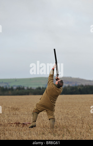 Pheasant shoot en Ecosse Banque D'Images