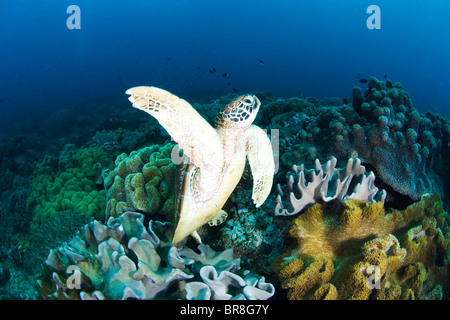 Tortue de mer nager sous l'eau Banque D'Images