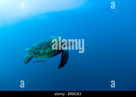 Tortue de mer nager sous l'eau Banque D'Images