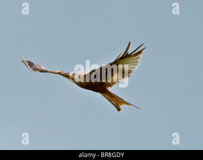 Luecistic GIGRIN FARM RED KITE faune gallois à son meilleur Banque D'Images