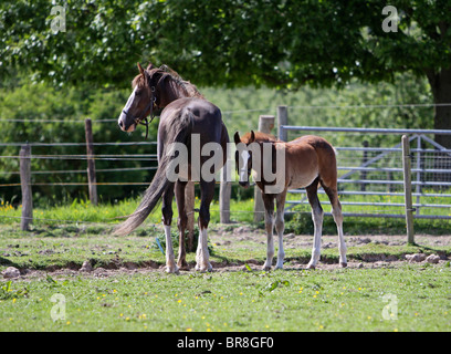 Morgan Horse Jument et poulain dans un champ Banque D'Images