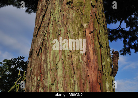 Grande Cigale brune sur tronc d'arbre Banque D'Images