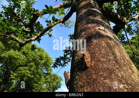 Grandes Cigales marron sur tronc d'arbre Banque D'Images