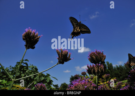 Swallowtail butterfly flying Banque D'Images