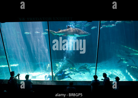 Les visiteurs d'un plongeur dans l'aquarium des requins à l'Aquarium des deux océans Cape Town Afrique du Sud. Banque D'Images