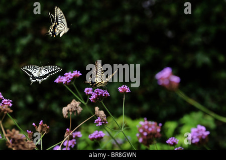 Papillons machaons on flower Banque D'Images