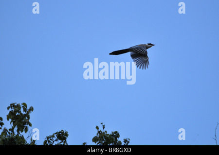 Azure-winged Magpie (Cyanopica cyana) flying Banque D'Images