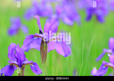 Iris, Close up, differential focus Banque D'Images