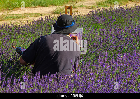 La peinture de l'artiste dans les champs de lavande à l'Abbaye Notre-dame de l'Abbaye de Senanque( Senaque ) , Gordes, Provence, France Banque D'Images