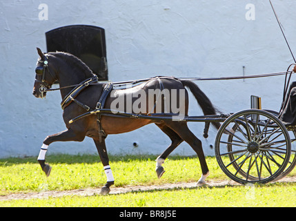 Brown Morgan Horse stallion tirant un chariot Banque D'Images