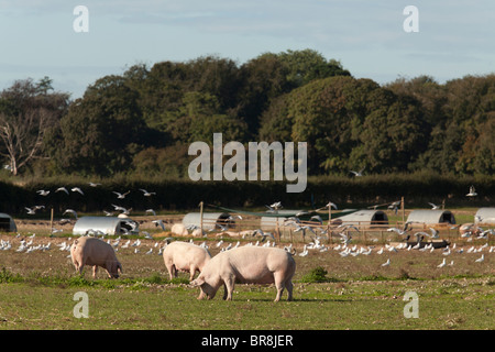 Élevés en plein air free range gloucester vieux spot cochons dans une ferme avec abris Banque D'Images