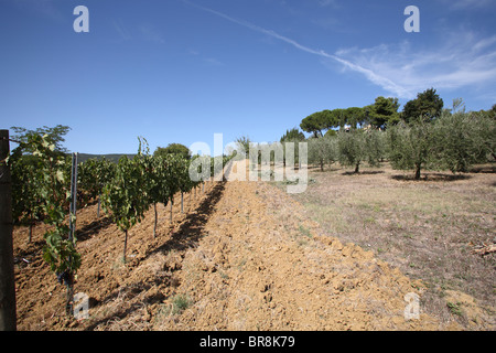 Domaine de la vigne et d'olive Banque D'Images