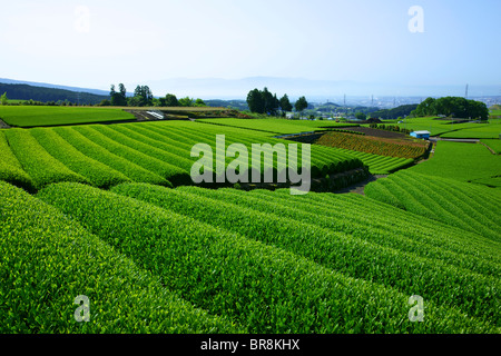 Plantation de thé Banque D'Images