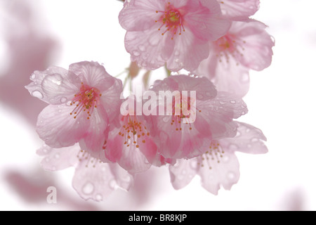 Close-up of cherry blossoms Banque D'Images