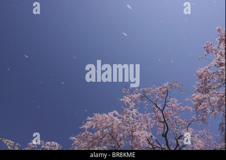 Des pétales de fleurs de cerisier et dans le vent Banque D'Images