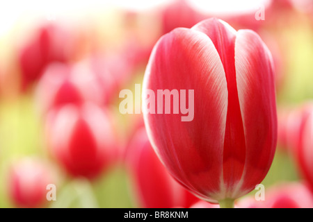 Tulip Banque D'Images