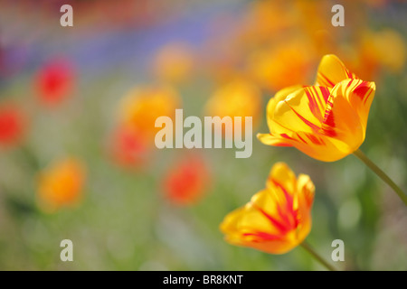 Tulipes Banque D'Images