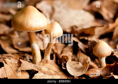 Les jeunes champignons webcap Surprise (Cortinarius semisanguineus) Banque D'Images