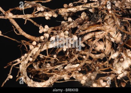 Le Rhizobium nodules sur les racines d'un vaste champ de haricots ou de l'azote Banque D'Images