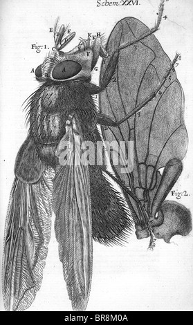 ROBERT HOOKE (1635-1703) scientifique anglais. Son dessin d'une mouche à partir de son livre Micrographia 1665 Banque D'Images