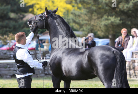 Black Morgan Horse stallion fièrement Banque D'Images