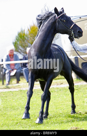 Black Morgan Horse stallion Banque D'Images