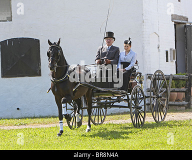 Brown Morgan Horse stallion tirant un chariot Banque D'Images