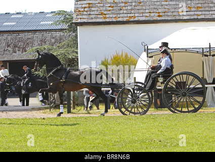 Brown Morgan Horse stallion tirant un chariot Banque D'Images