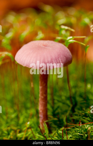 Le fourbe améthyste (Laccaria amethystina) Champignons Banque D'Images