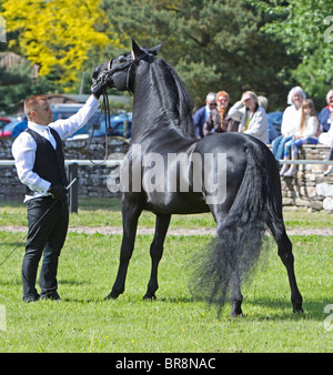 Black Morgan Horse stallion fièrement Banque D'Images