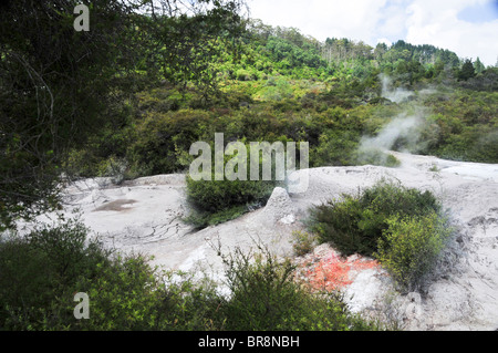 Nouvelle Zélande, île du Nord, Rotorua, la géothermique Te Puia, geyser Pohutu Expérience Culturelle Banque D'Images