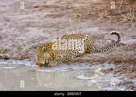 Un seul léopard, Panthera pardus, boire à un étang dans le parc national Kruger, Afrique du Sud Banque D'Images