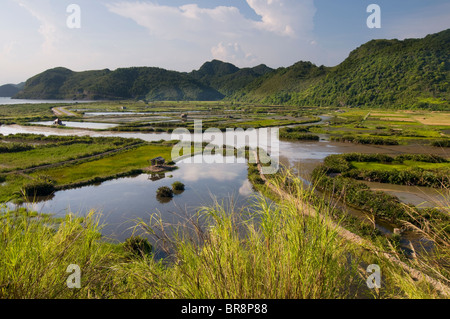 Photo de rizières et de montagnes sur l'île de Cat Ba,Vietnam Banque D'Images