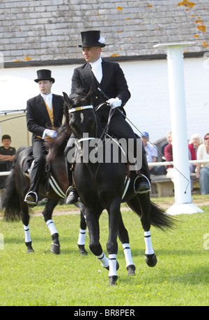 Black Morgan Horse stallion étant monté par un homme en vêtements traditionnels Banque D'Images