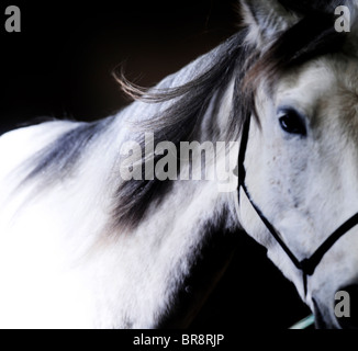 Un cheval blanc / gris photographié sur un fond sombre. Photo par Jim Holden Banque D'Images